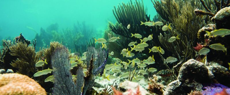 A Journey Through Key Marine Habitats
