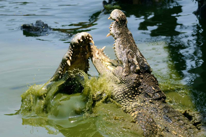 Florida Is the Only Place Where Crocodiles and Alligators Coexist