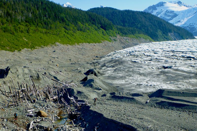 Ancient Forest Remains Emerge From Ice