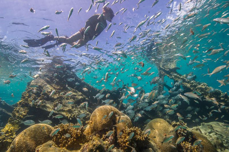Unpredictable Marine Life Disappoints Some Visitors