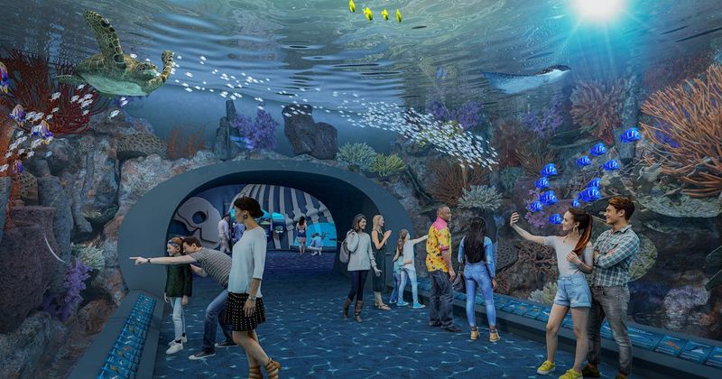 Aquatic Wonders At Shedd Aquarium