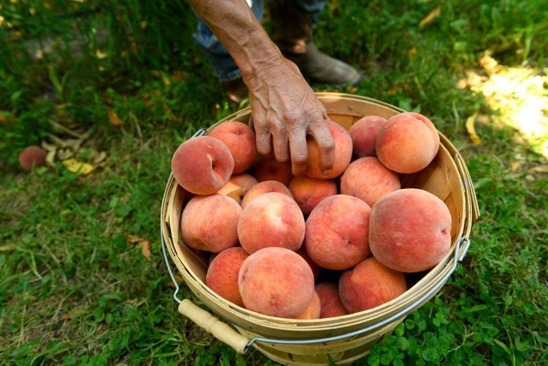 Palisade Peach Festival