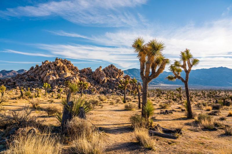 Explore Joshua Tree National Park