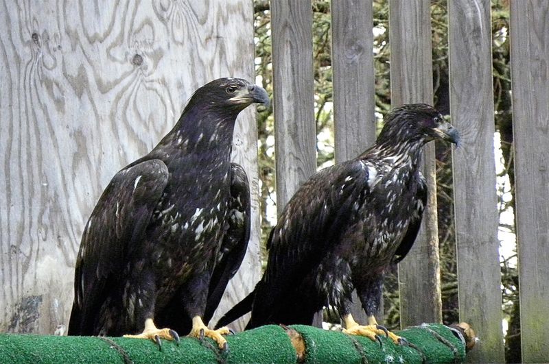 Rasar State Park: Skagit River Wildlife Watching