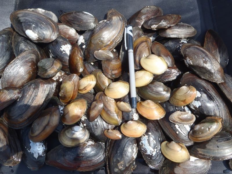 What Are the 'Livers of Rivers'?
