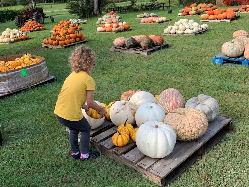 Hunt for the Perfect Pumpkin at Local Farms
