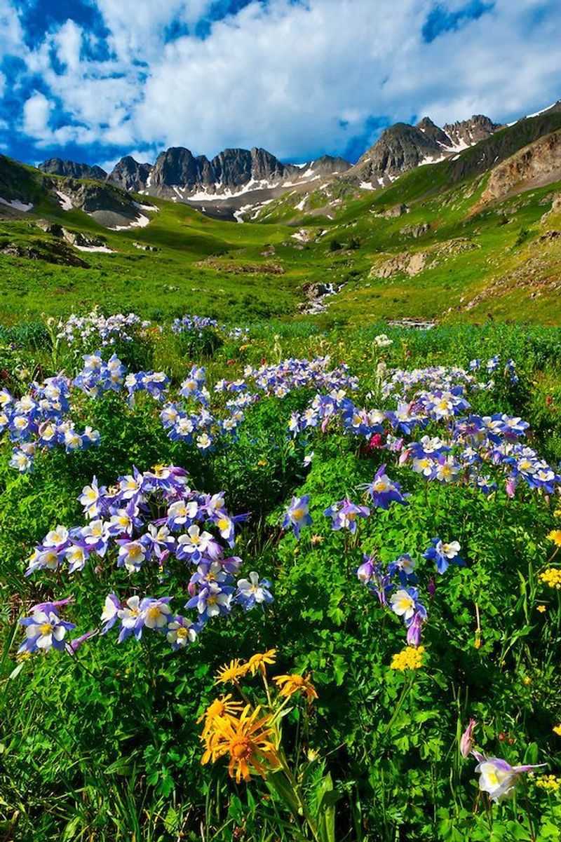 American Basin: Wildflower Paradise