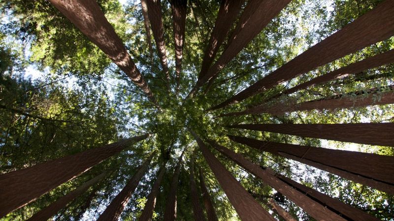 Bear Creek Educational Forest, Gadsden County