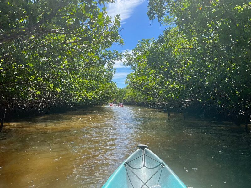 Estero Bay's Dolphin Highway