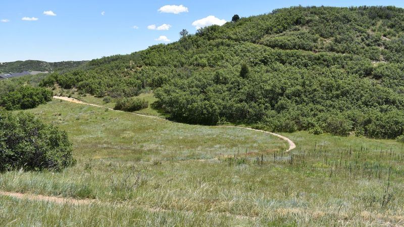 Ridgeline Open Space: A Badger's Paradise