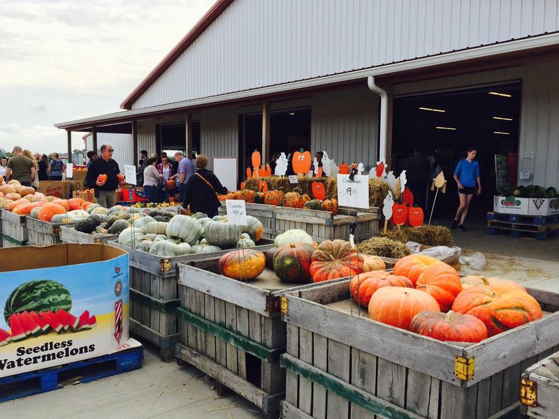 Lynd Fruit Farm / Maze Fest