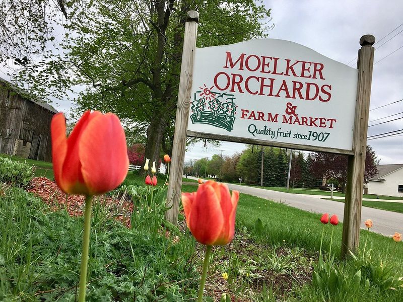 Moelker Orchards - Grand Rapids
