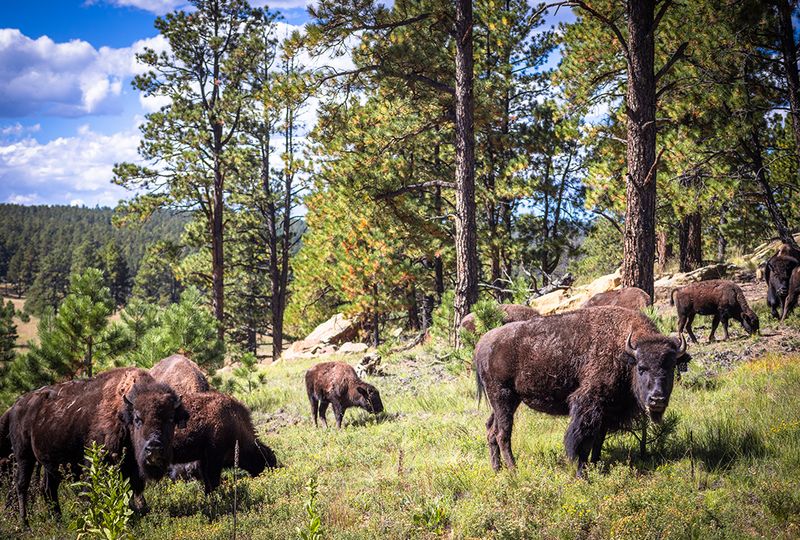 Conservation Efforts Supported by Ted Turner Reserves
