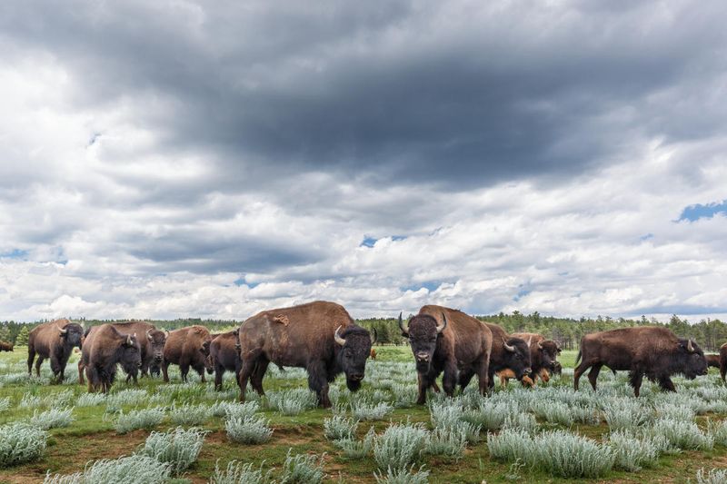 Vermejo: A Reserve Larger Than Some National Parks