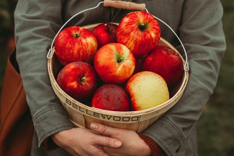 Honeycrisp Heaven At BelleWood Farms