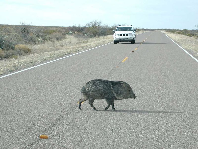 Be Aware Of Wildlife