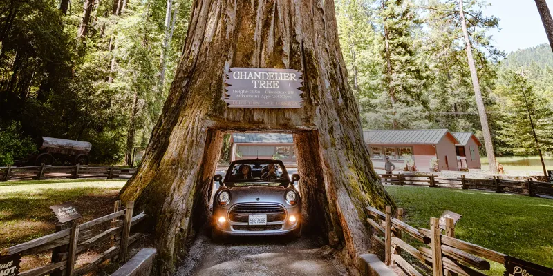 Chandelier Tree Drive-Thru in Leggett