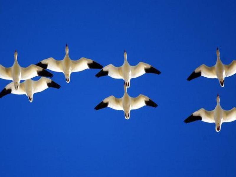 Wildlife Behavior Changes