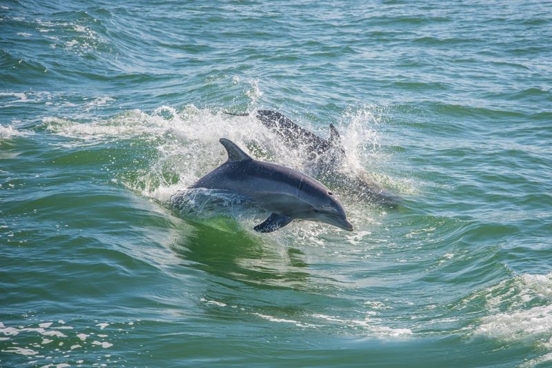 Spectacular Wildlife Encounters