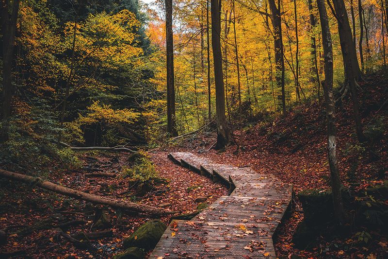 Mohican State Forest Backcountry Trails: Oaks and Maples in Secluded Valleys