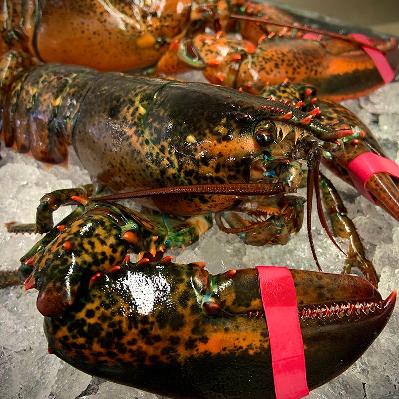 Jess's Market: Rockland's Family Seafood Tradition