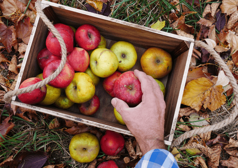Apple Picking Memories That Last Forever