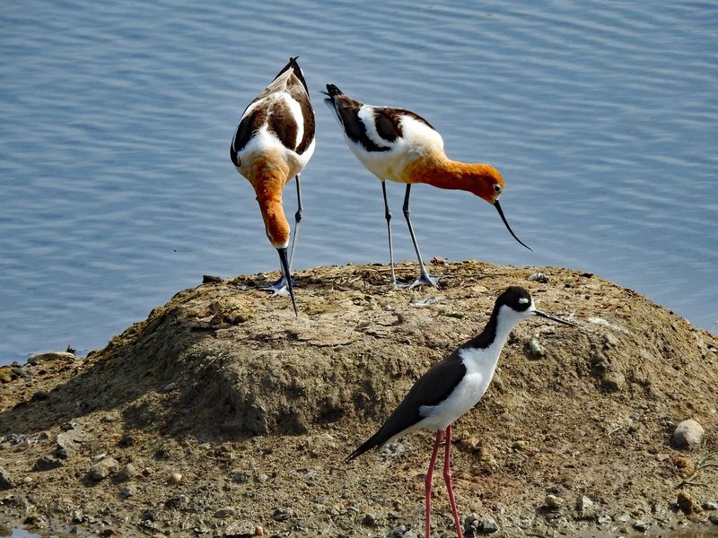 San Joaquin Marsh Wildlife Sanctuary