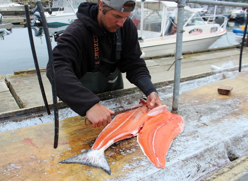 Majestic Chinook: The King Of Washington Waters