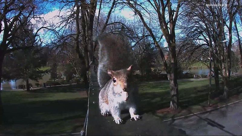 Nutty Narrows Bridge For Squirrels