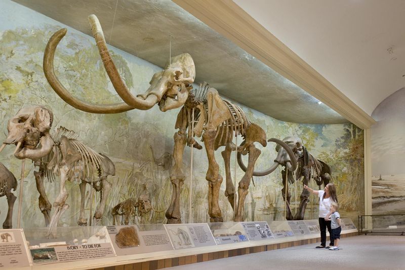 Mammoth Discoveries Under Nebraska Soil