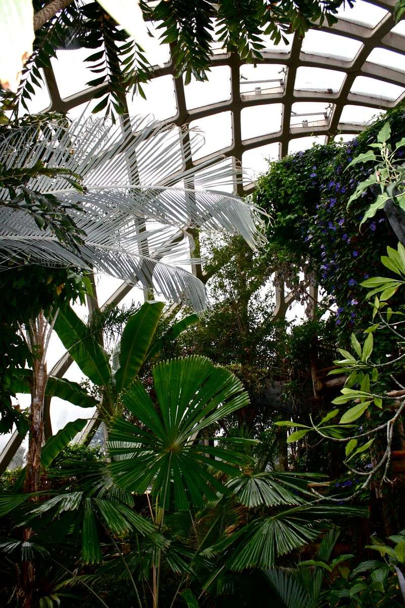 Boettcher Memorial Tropical Conservatory: Jungle in the City