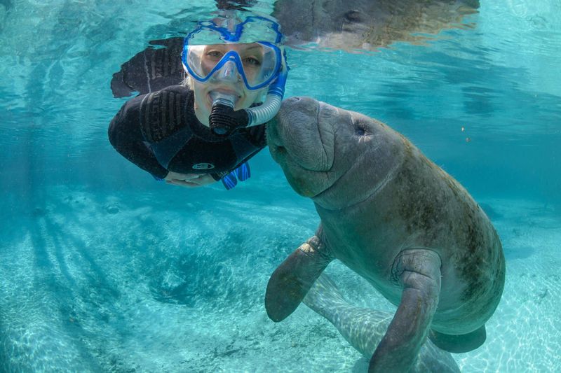 Crystal River: Swim Alongside Gentle Manatee Giants
