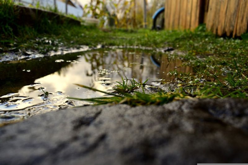 Rainfall Creates Countless Breeding Grounds