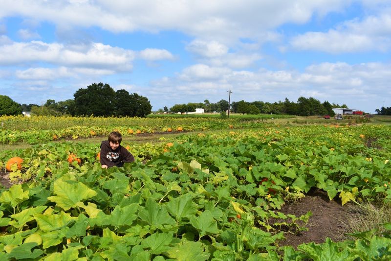 Wild Berry Farm - Sadler