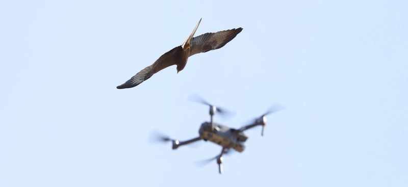 Flying Too Close to Wildlife
