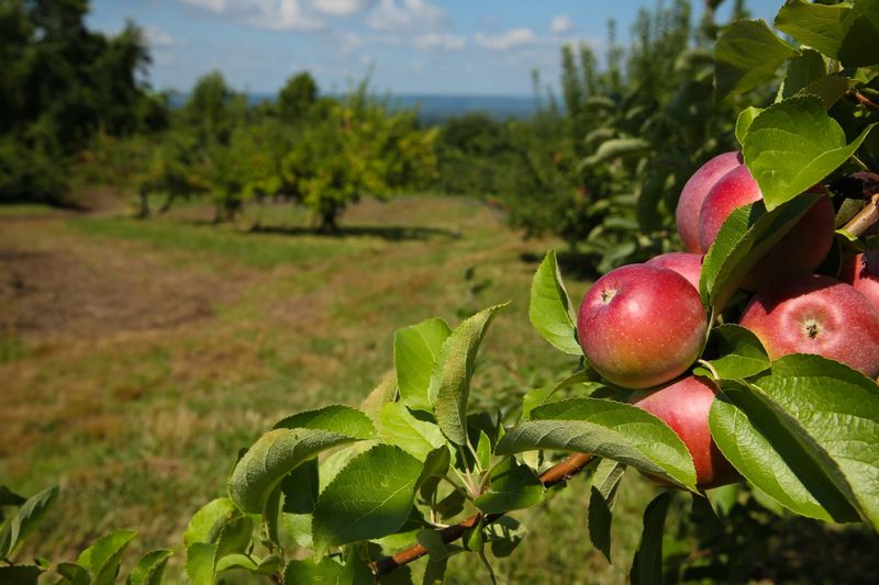 Masker Orchards (Warwick)