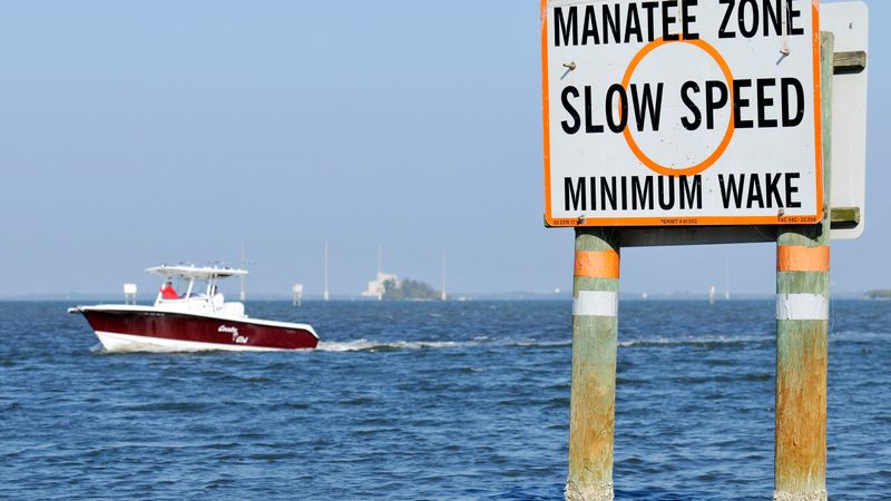 Manatee Habitats Disturbed by Recreational Boating