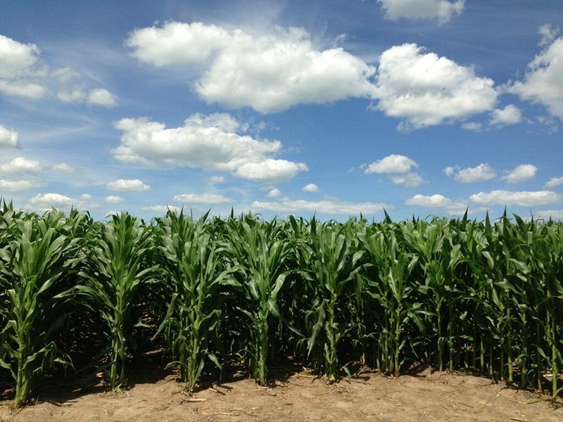 1. The Endless Cornfields