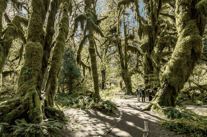 Widening Pathways That Damage Surrounding Vegetation