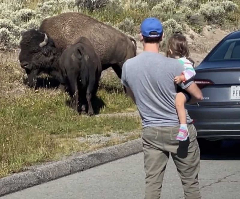 Getting Too Close to Wildlife