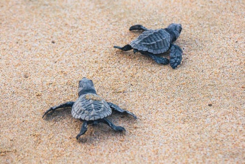 Outer Banks Beaches and Wildlife