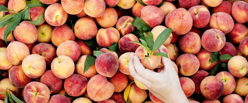 The Georgia Peach Festival – Fort Valley