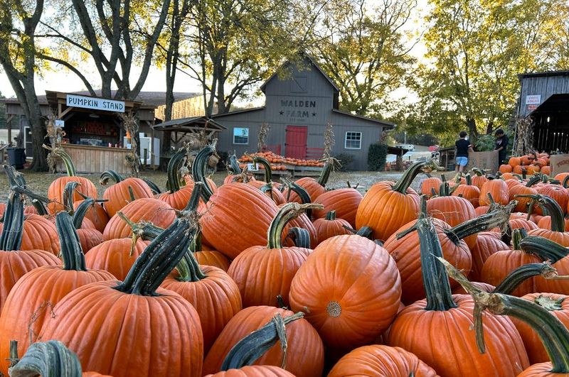 Walden Pumpkin Farm