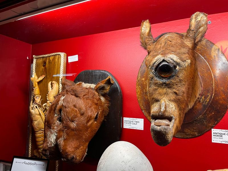 The Two-Faced Buffalo