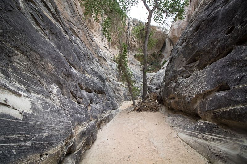 Wildcat Tank Canyon’s Wild Future