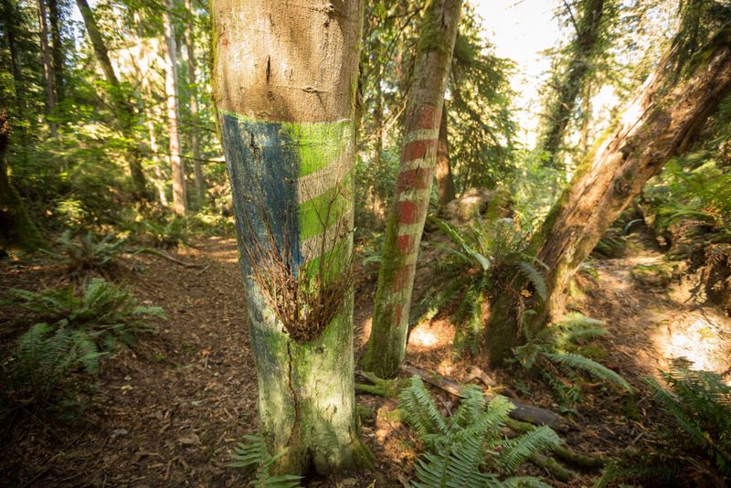 The Rust and Moss of Memory