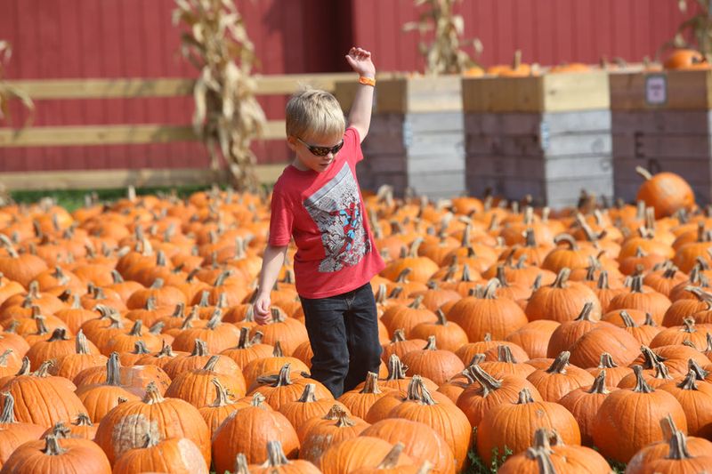 The Orchard That Comes Alive Each Fall