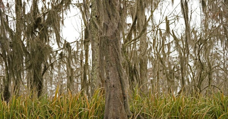 Whispers From the Cypress Trees