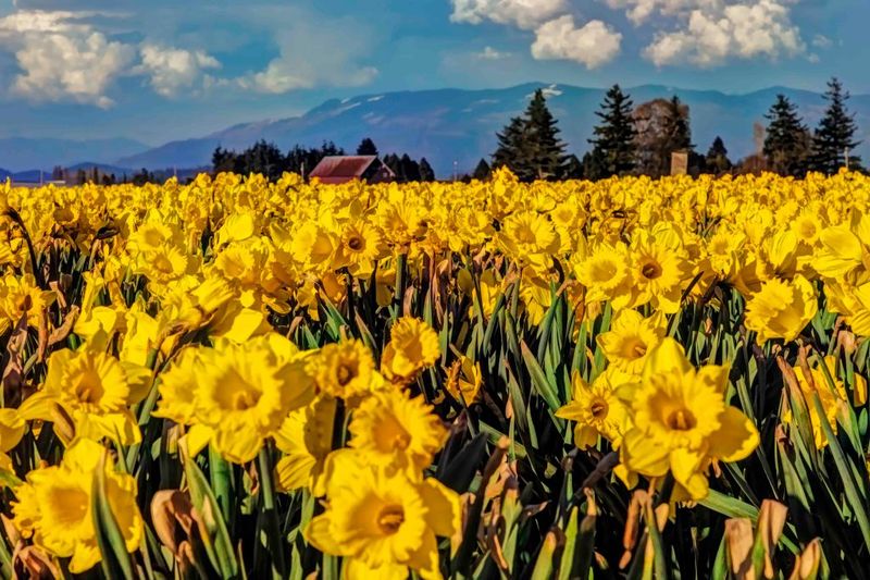 Seasonal Events That Celebrate Community