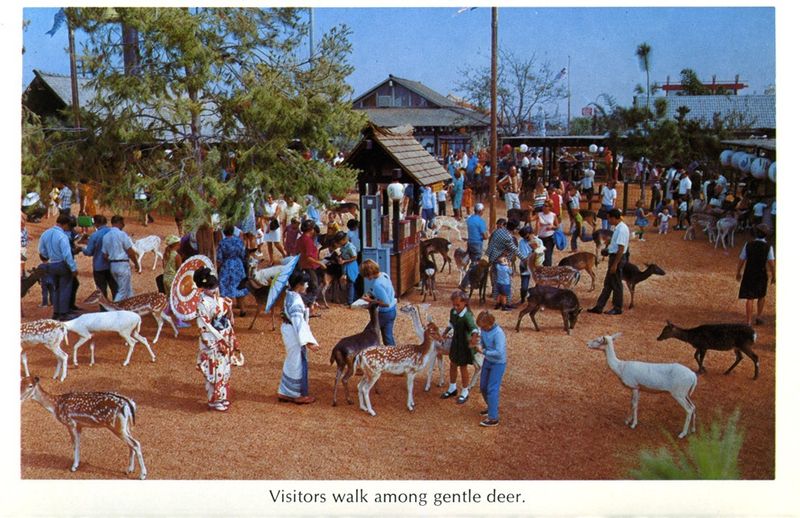 Deer Roaming Free Among Guests